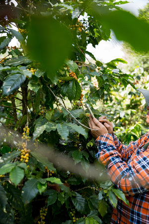 Farmer concept harvest hand ripe coffee seed robusta arabica berry close up fresh green leaf bean picking orange crop red yellow berries raw plant tree farm growth blur background eco organic gardenの写真素材