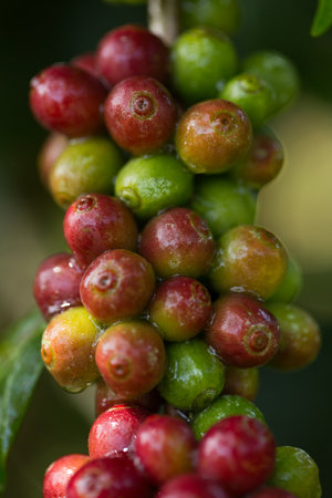 Farmer concept harvest fruit ripe coffee seed robusta arabica berry close up fresh green leaf bean picking orange crop red yellow berries raw plant tree farm growth blur background eco organic gardenの写真素材