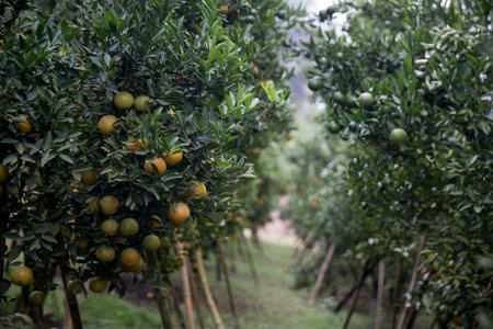 Business farm orange concept nature fruit citrus orchard mandarin tree growing, vibrant organic lush leaves background farmer green garden crop leaf ripe laden branches plant close up farming growth.の写真素材