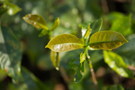 Smart farming techniques hydroponic fresh garden produce agriculture promotes farmer concept seedling coffee pot close up fresh green plant tree farm growth blur background organic garden cultivateの写真素材