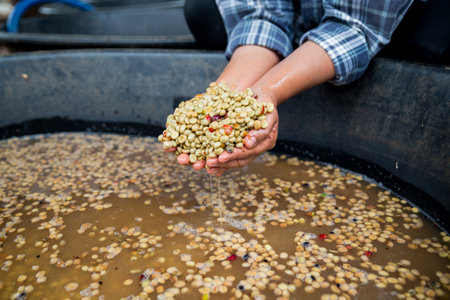 Farmer concept hand harvest ripe coffee seed robusta arabica berry close up fresh green leaf bean picking orange crop red yellow berries raw plant tree farm growth blur background eco organic gardenの写真素材