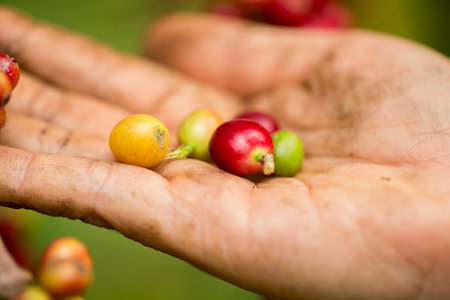 Farmer concept harvest hand ripe coffee seed robusta arabica berry close up fresh green leaf bean picking orange crop red yellow berries raw plant tree farm growth blur background eco organic gardenの写真素材