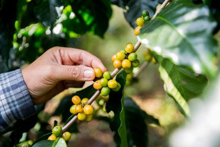 Farmer concept hand harvest ripe coffee seed robusta arabica berry close up fresh green leaf bean picking orange crop red yellow berries raw plant tree farm growth blur background eco organic gardenの写真素材
