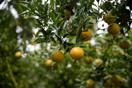 Business farm orange concept nature fruit citrus orchard mandarin tree growing, vibrant organic lush leaves background farmer green garden crop leaf ripe laden branches plant close up farming growth.の写真素材