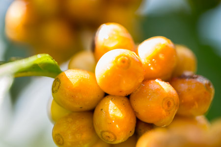 Farmer concept harvest fruit ripe coffee seed robusta arabica berry close up fresh green leaf bean picking orange crop red yellow berries raw plant tree farm growth blur background eco organic gardenの写真素材