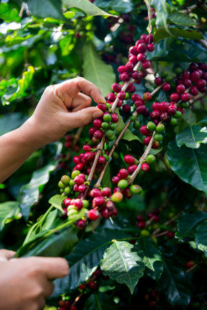 Farmer concept harvest ripe coffee seed robusta arabica berry close up fresh green leaf bean picking orange crop red yellow berries raw plant tree smart farm growth blur background eco organic gardenの写真素材
