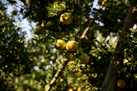 Business farm orange concept nature fruit citrus orchard mandarin tree growing, vibrant organic lush leaves background farmer green garden crop leaf ripe laden branches plant close up farming growth.の写真素材