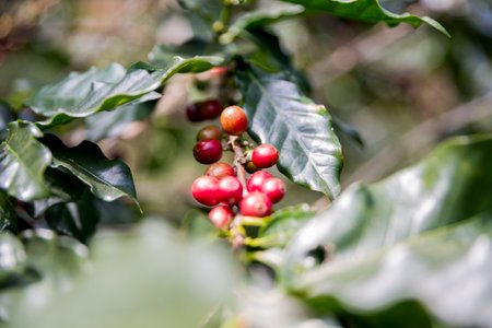 Farmer concept harvest ripe coffee seed robusta arabica berry close up fresh green leaf bean picking orange crop red yellow berries raw plant tree smart farm growth blur background eco organic gardenの写真素材