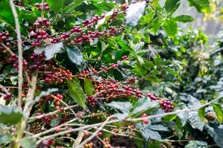 Farmer concept harvest ripe coffee seed robusta arabica berry close up fresh green leaf bean picking orange crop red yellow berries raw plant tree smart farm growth blur background eco organic gardenの写真素材