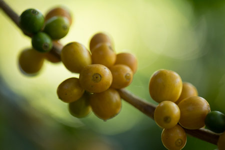 Farmer concept harvest fruit ripe coffee seed robusta arabica berry close up fresh green leaf bean picking orange crop red yellow berries raw plant tree farm growth blur background eco organic gardenの写真素材