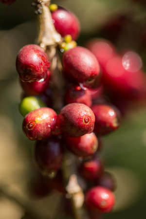 Farmer concept harvest fruit ripe coffee seed robusta arabica berry close up fresh green leaf bean picking orange crop red yellow berries raw plant tree farm growth blur background eco organic gardenの写真素材