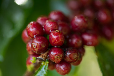 Farmer concept harvest fruit ripe coffee seed robusta arabica berry close up fresh green leaf bean picking orange crop red yellow berries raw plant tree farm growth blur background eco organic gardenの写真素材