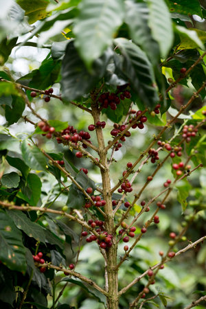 Farmer concept harvest fruit ripe coffee seed robusta arabica berry close up fresh green leaf bean picking orange crop red yellow berries raw plant tree farm growth blur background eco organic gardenの写真素材