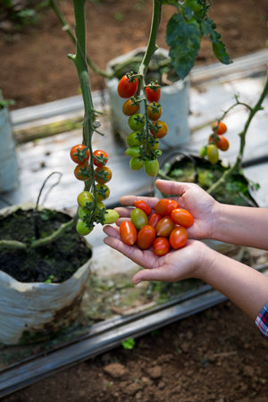 Smart farming techniques hydroponic salad vegetables technology tomato red green ensuring fresh sustainable produce agriculture promotes healthy eating support farmer living local community non gmoの写真素材