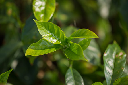 Smart farming techniques hydroponic fresh garden produce agriculture promotes farmer concept seedling coffee pot close up fresh green plant tree farm growth blur background organic garden cultivateの写真素材