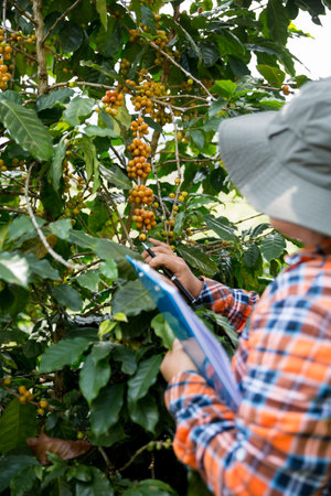 Farmer concept harvest hand ripe coffee seed robusta arabica berry close up fresh green leaf bean picking orange crop red yellow berries raw plant tree farm growth blur background eco organic gardenの写真素材