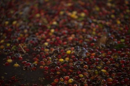 Farmer concept harvest fruit ripe coffee seed robusta arabica berry close up fresh green leaf bean picking orange crop red yellow berries raw plant tree farm growth blur background eco organic gardenの写真素材