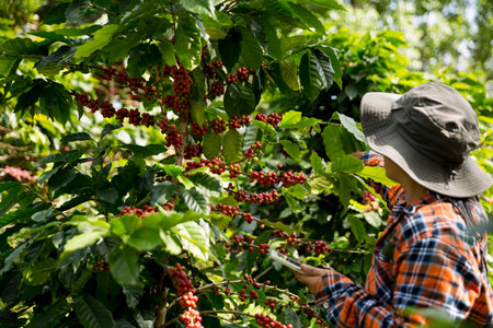 Farmer concept harvest hand ripe coffee seed robusta arabica berry close up fresh green leaf bean picking orange crop red yellow berries raw plant tree farm growth blur background eco organic gardenの写真素材