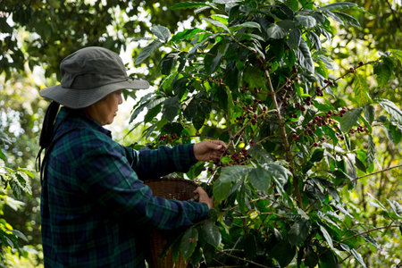 Farmer concept harvest hand ripe coffee seed robusta arabica berry close up fresh green leaf bean picking orange crop red yellow berries raw plant tree farm growth blur background eco organic gardenの写真素材