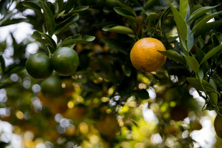 Business farm orange concept nature fruit citrus orchard mandarin tree growing, vibrant organic lush leaves background farmer green garden crop leaf ripe laden branches plant close up farming growth.の写真素材