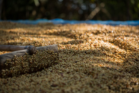 Smart farming techniques machinery apparatus coffee bean dry sunlight tool daylight sunbeam sunray sunshine fresh garden produce agriculture promotes farmer concept close up plant farm blur backgroundの写真素材