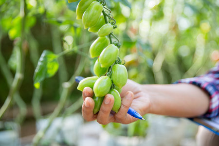 Smart farming techniques hydroponic salad vegetables technology tomato red green ensuring fresh sustainable produce agriculture promotes healthy eating support farmer living local community non gmoの写真素材