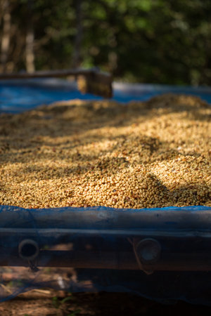 Smart farming techniques machinery roast apparatus coffee bean dry sunlight tool sunbeam sunray sunshine fresh garden produce agriculture promotes farmer concept close up plant farm blur backgroundの写真素材