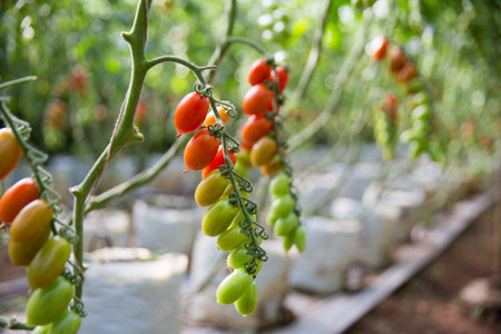 Smart farming techniques hydroponic salad vegetables technology tomato red green ensuring fresh sustainable produce agriculture promotes healthy eating support farmer living local community non gmoの写真素材