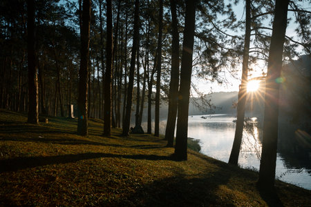 Concept vacation blur background peaceful pine forest scenic woodland nature outdoor Sunlight close up tree fog cold winter morning orange brown green mountain cloud sky enhances tourism camping comesの写真素材