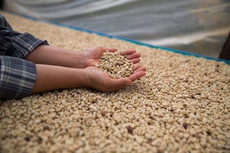 Farmer concept hand harvest ripe coffee seed robusta arabica berry close up fresh green leaf bean picking orange crop red yellow berries raw plant tree farm growth blur background eco organic gardenの写真素材