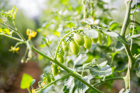 Smart farming techniques hydroponic salad vegetables technology tomato red green ensuring fresh sustainable produce agriculture promotes healthy eating support farmer living local community non gmoの写真素材