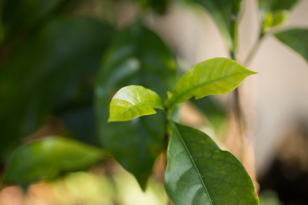 Smart farming techniques hydroponic fresh garden produce agriculture promotes farmer concept seedling coffee pot close up fresh green plant tree farm growth blur background organic garden cultivateの写真素材