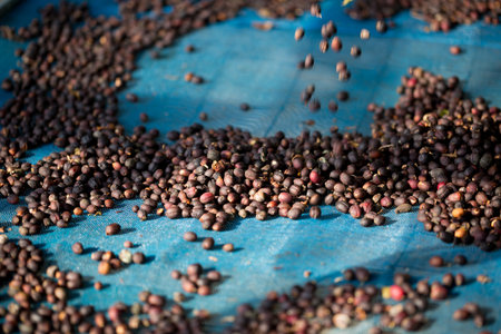 Smart farming techniques machinery roast apparatus coffee bean dry sunlight tool sunbeam sunray sunshine fresh garden produce agriculture promotes farmer concept close up plant farm blur backgroundの写真素材