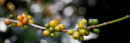 Farmer concept harvest ripe coffee seed robusta arabica berry close up fresh green leaf bean picking orange crop red yellow berries raw plant tree smart farm growth blur background eco organic gardenの写真素材