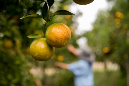 Business farm ripe orange concept farmer hand pick nature fruit citrus orchard mandarin tree growing organic lush leaves background green vibrant garden crop leaf laden branches plant close up growthの写真素材