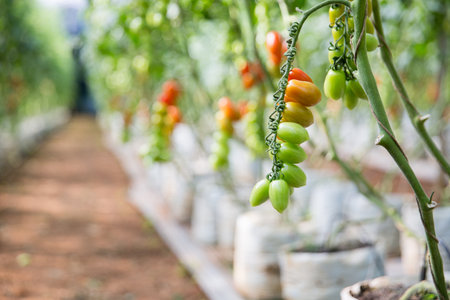 Smart farming techniques hydroponic salad vegetables technology tomato red green ensuring fresh sustainable produce agriculture promotes healthy eating support farmer living local community non gmoの写真素材