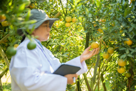 Business farm ripe orange concept farmer hand pick nature fruit citrus orchard mandarin tree growing organic lush leaves background green vibrant garden crop leaf laden branches plant close up growthの写真素材