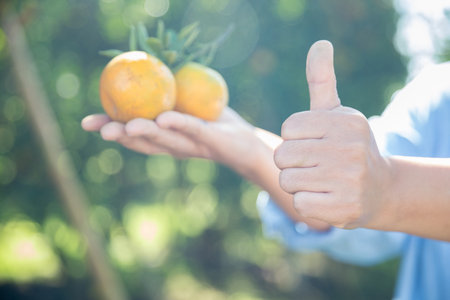 Business farm ripe orange concept farmer hand pick nature fruit citrus orchard mandarin tree growing organic lush leaves background green vibrant garden crop leaf laden branches plant close up growthの写真素材