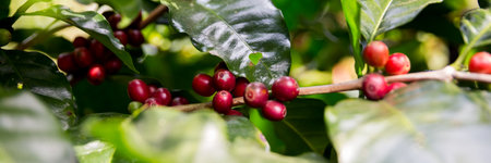 Farmer concept harvest ripe coffee seed robusta arabica berry close up fresh green leaf bean picking orange crop red yellow berries raw plant tree smart farm growth blur background eco organic gardenの写真素材