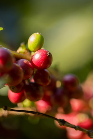 Farmer concept harvest fruit ripe seed robusta arabica berry close up fresh green leaf bean picking orange crop red yellow berries raw plant tree farm growth blur background eco organic gardenの写真素材