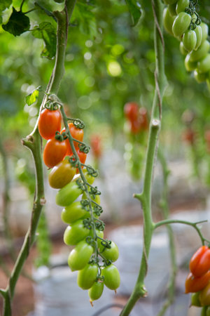 Smart farming techniques hydroponic salad vegetables technology tomato red green ensuring fresh sustainable produce agriculture promotes healthy eating support farmer living local community non gmoの写真素材