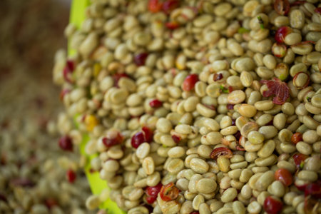 Smart farming techniques machinery roast apparatus coffee bean dry sunlight tool sunbeam sunray sunshine fresh garden produce agriculture promotes farmer concept close up plant farm blur backgroundの写真素材