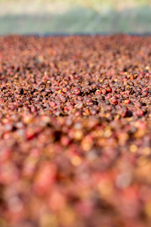 Smart farming techniques machinery roast apparatus coffee bean dry sunlight tool sunbeam sunray sunshine fresh garden produce agriculture promotes farmer concept close up plant farm blur backgroundの写真素材