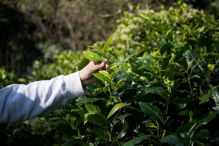 Business concept centers around fresh green tea leaves organic farm with banner lush garden healthy plant tree leaves eco herbal blur leaf plantation Freshness herbal naturalの写真素材