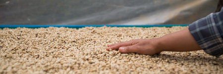 Farmer concept hand harvest ripe coffee seed robusta arabica berry close up fresh green leaf bean picking orange crop red yellow berries raw plant tree farm growth blur background eco organic gardenの写真素材