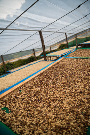 Farmer concept harvest ripe coffee seed robusta arabica berry close up fresh green leaf bean picking orange crop red yellow berries raw plant tree smart farm growth blur background eco organic gardenの写真素材