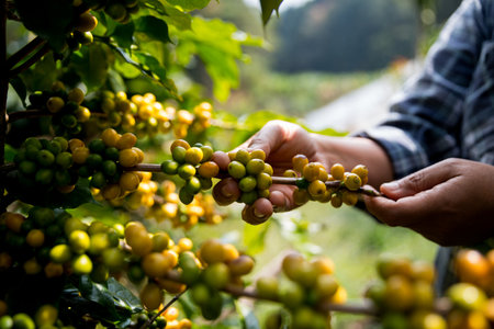 Farmer concept hand harvest ripe coffee seed robusta arabica berry close up fresh green leaf bean picking orange crop red yellow berries raw plant tree farm growth blur background eco organic gardenの写真素材