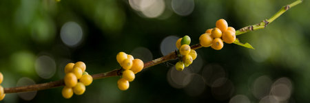 Farmer concept harvest fruit ripe coffee seed robusta arabica berry close up fresh green leaf bean picking orange crop red yellow berries raw plant tree farm growth blur background eco organic gardenの写真素材