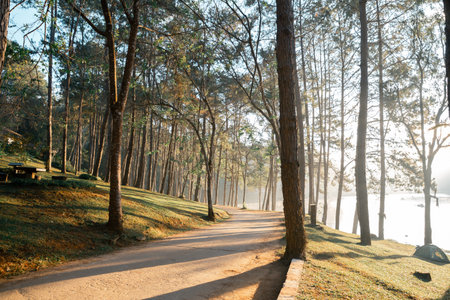 Concept vacation blur background peaceful pine forest scenic woodland nature outdoor Sunlight close up tree fog cold winter morning orange brown green mountain cloud sky enhances tourism camping comesの写真素材