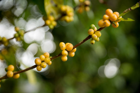 Farmer concept harvest fruit ripe coffee seed robusta arabica berry close up fresh green leaf bean picking orange crop red yellow berries raw plant tree farm growth blur background eco organic gardenの写真素材